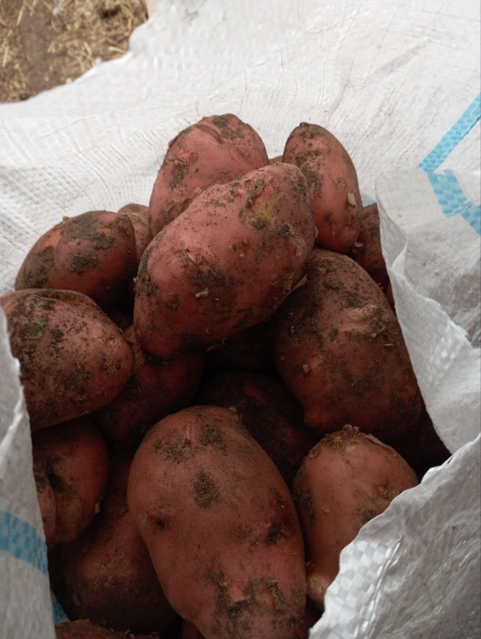 Продам домашний картофель - частное объявление в Чита