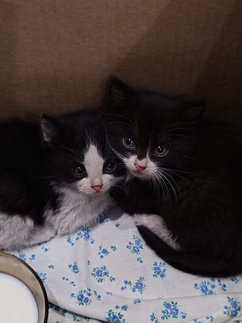 Две красивые кошечки ищут дом - Животные в Чита