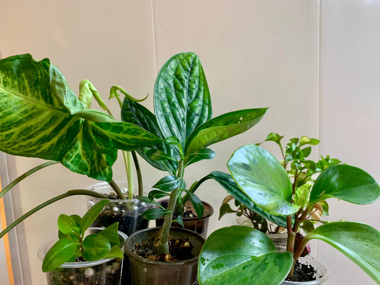 Продажа комнатных растений 6 видов - Хобби и отдых в Чита