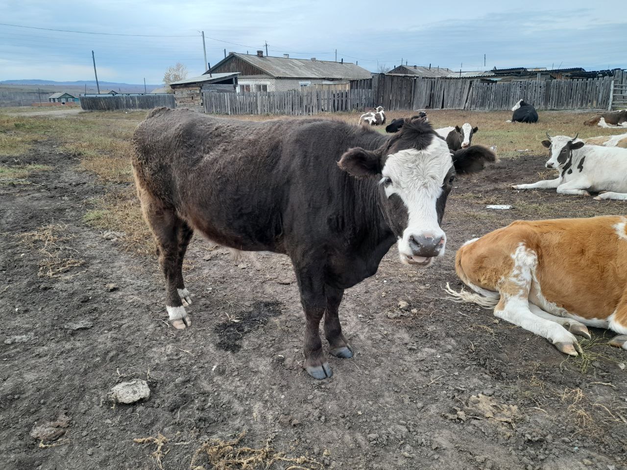 Продажа быков кастратов - Животные в Чита