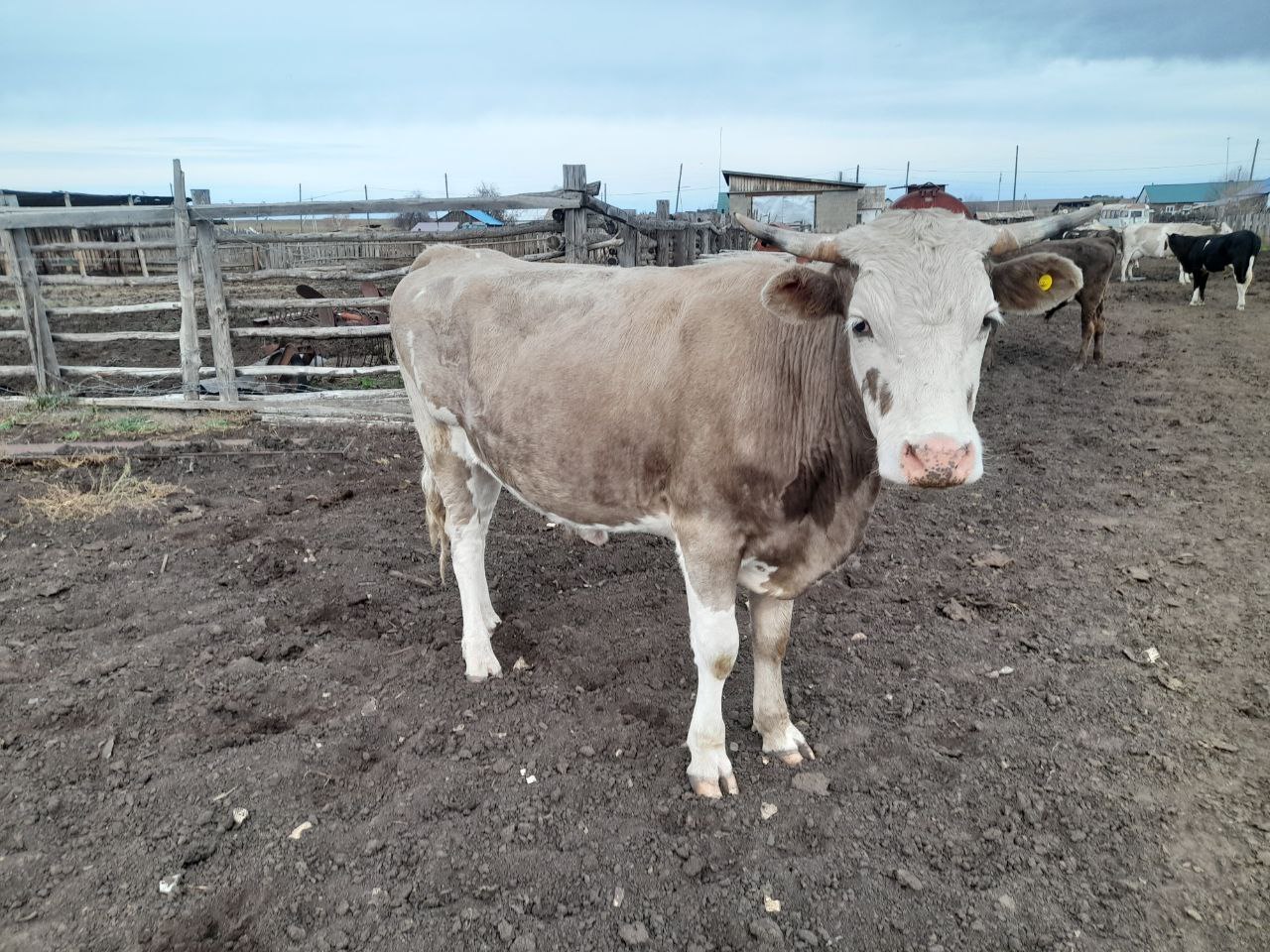 Продажа быков кастратов - Животные в Чита - фото 3