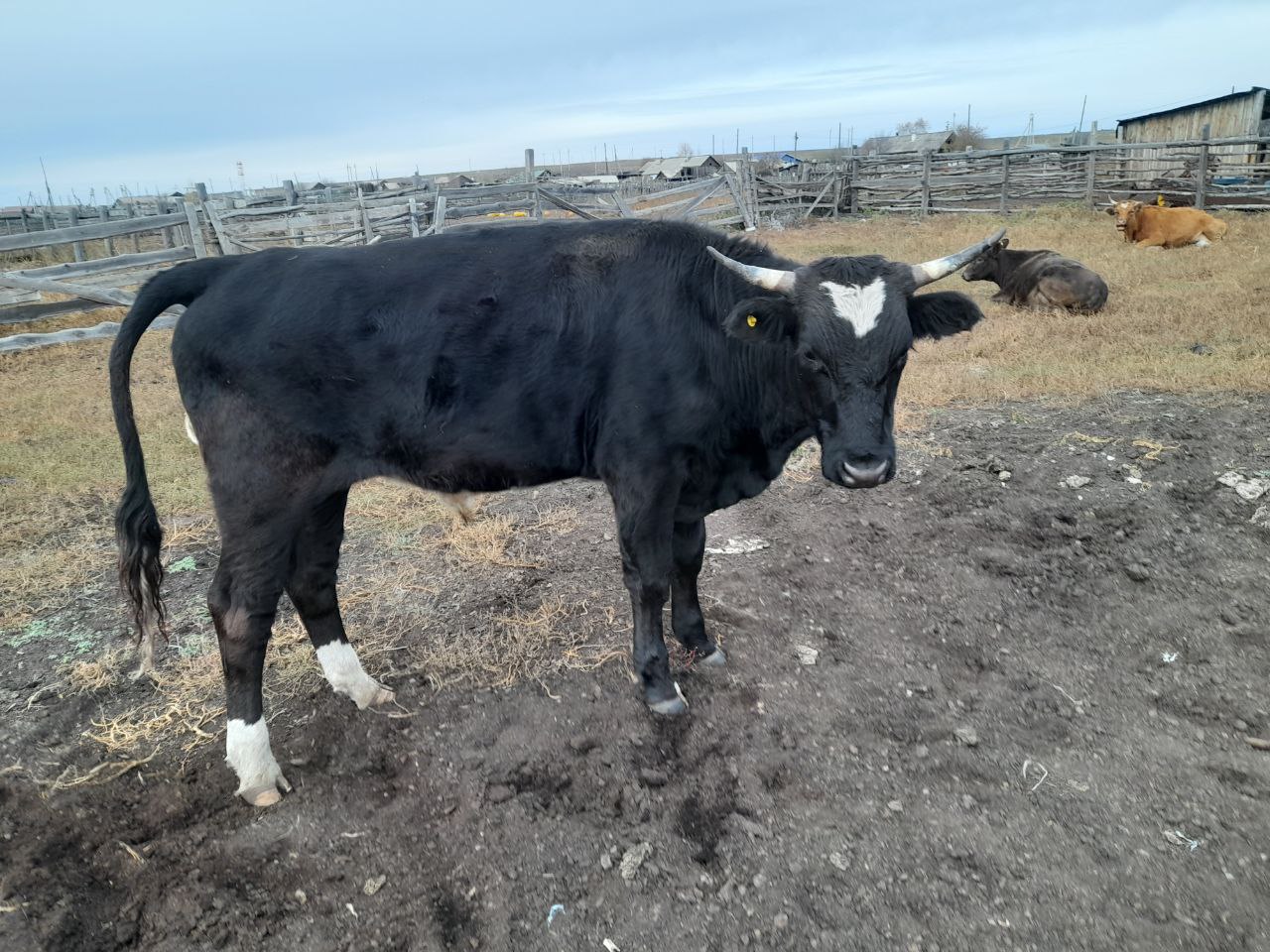 Продажа быков кастратов - Животные в Чита - фото 4