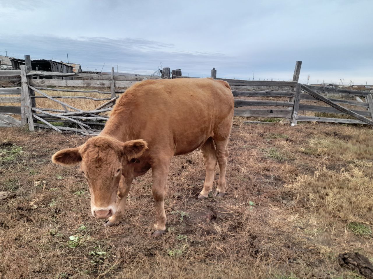 Продажа быков кастратов - Животные в Чита - фото 5
