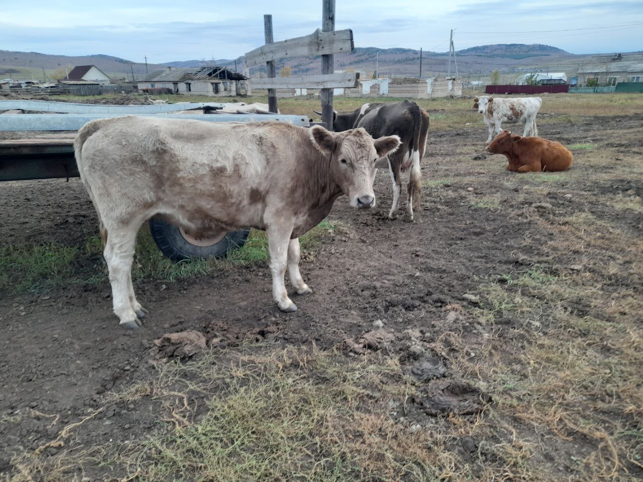 Продажа быков кастратов - Животные в Чита - фото 6