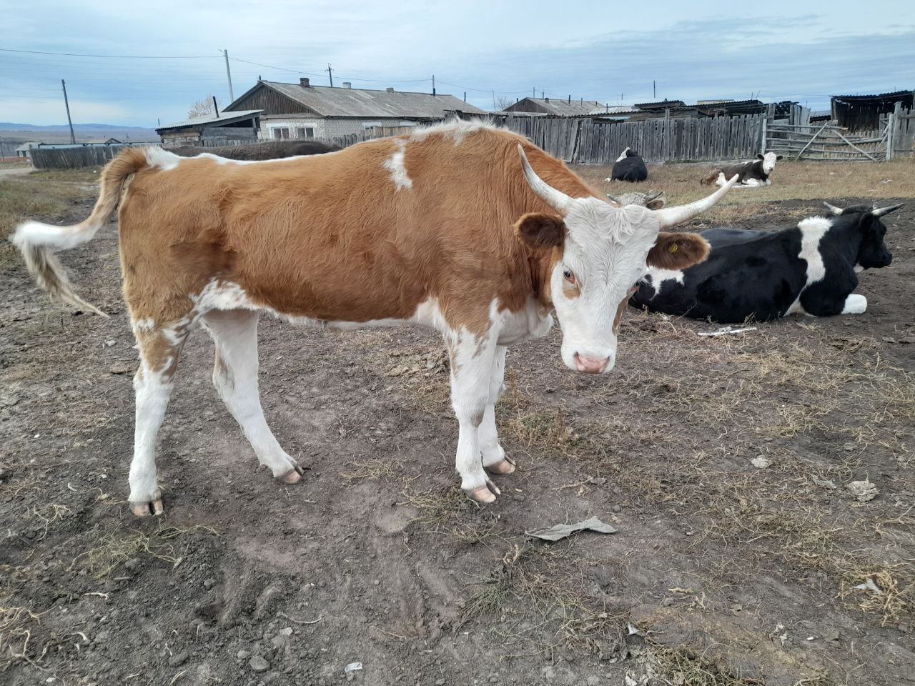Продажа быков кастратов - Животные в Чита - фото 7
