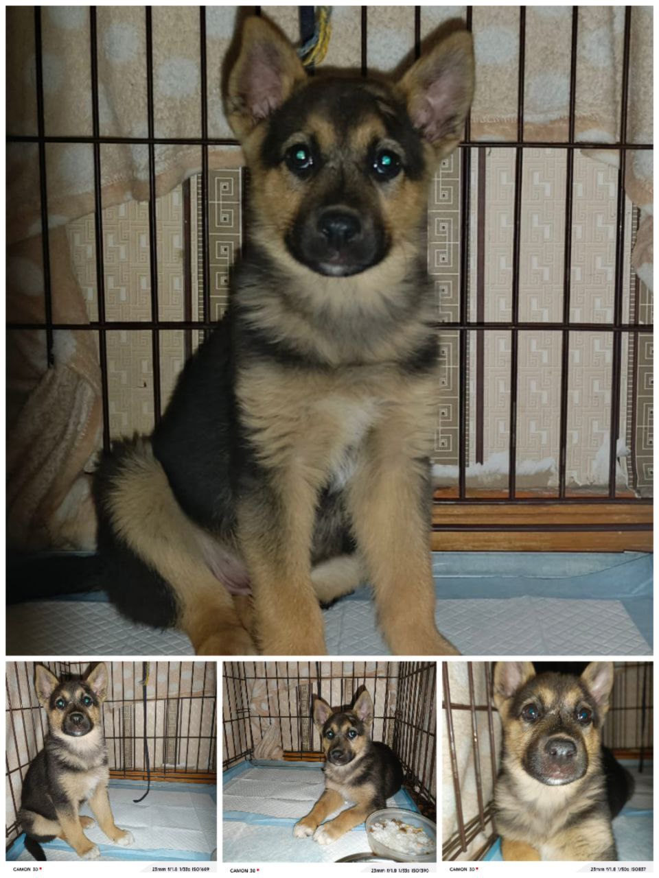 Отдам в добрые руки щенка-девочку - Животные в Чита