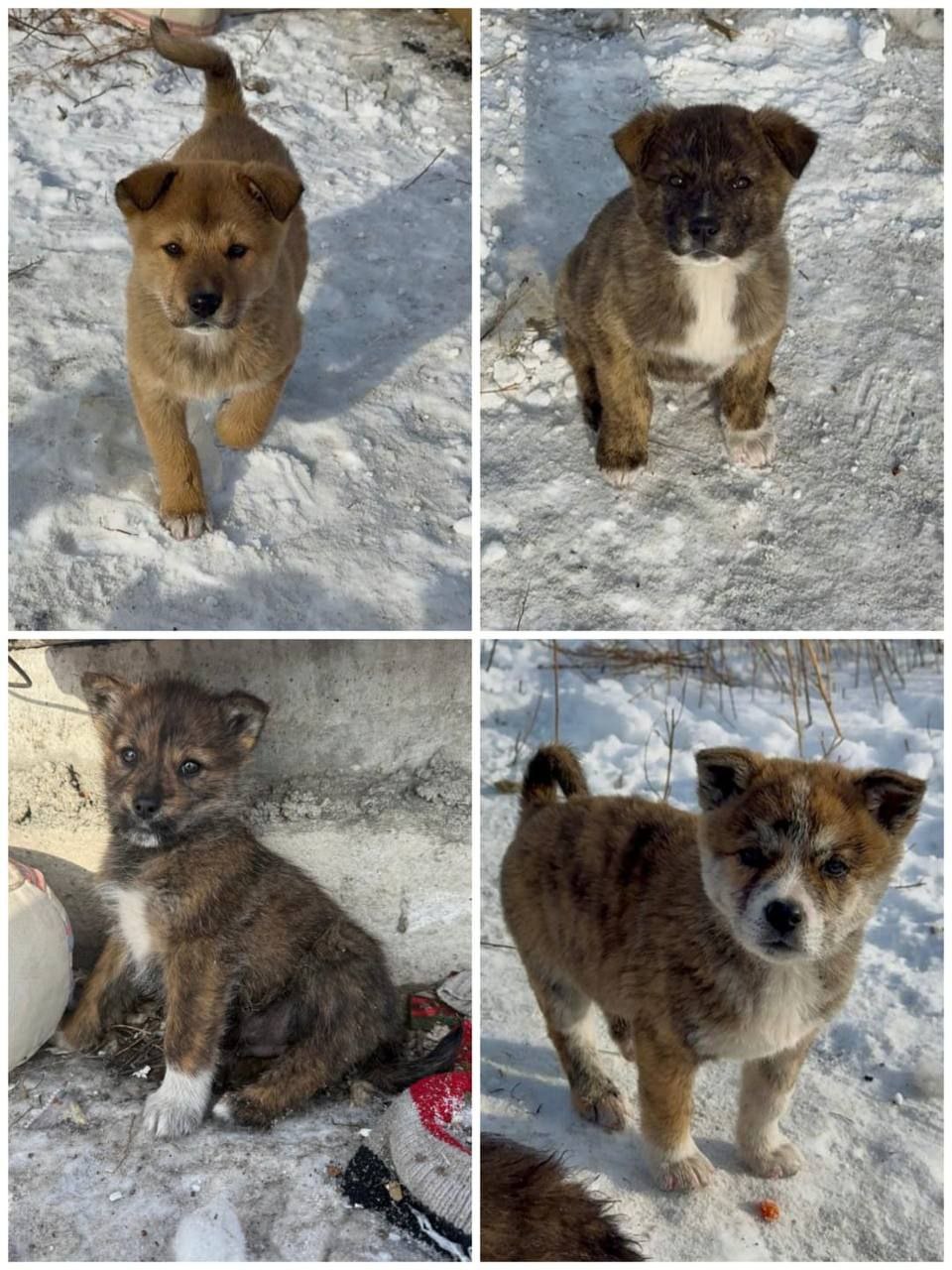 Щенки на охрану - Животные в Чита