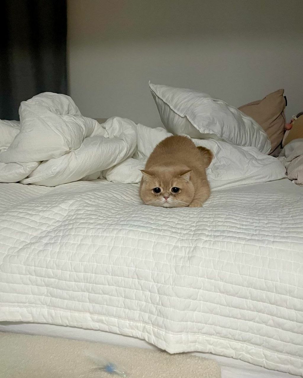 Куплю шифонер и кухонный гарнитур - Для дома и дачи в Чита