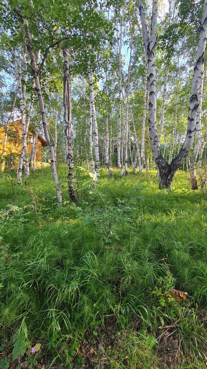 Продажа участка в СНТ 9 Ингода - Недвижимость в Чита