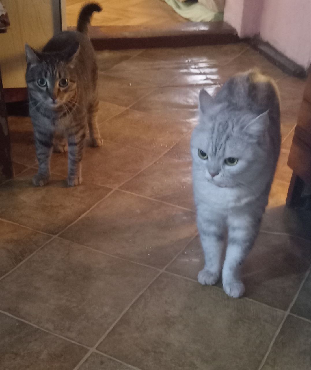 Отдам кошек в добрые руки - Животные в Кемерово