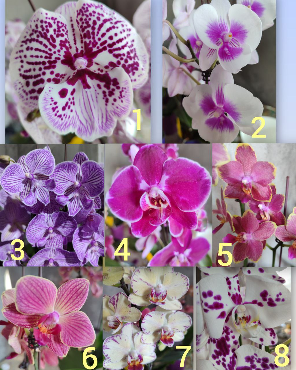 Цветущие орхидеи в наличии - Хобби и отдых в Владивосток