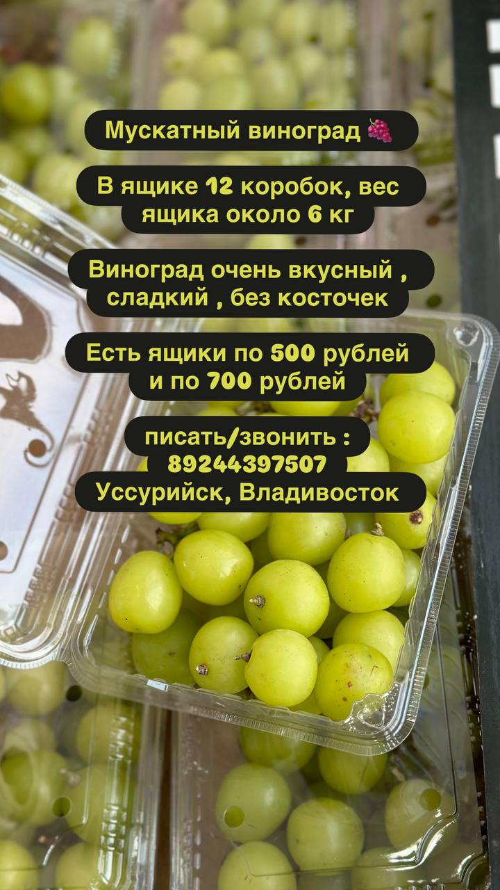 Мускатный виноград - частное объявление в Уссурийск, Владивосток