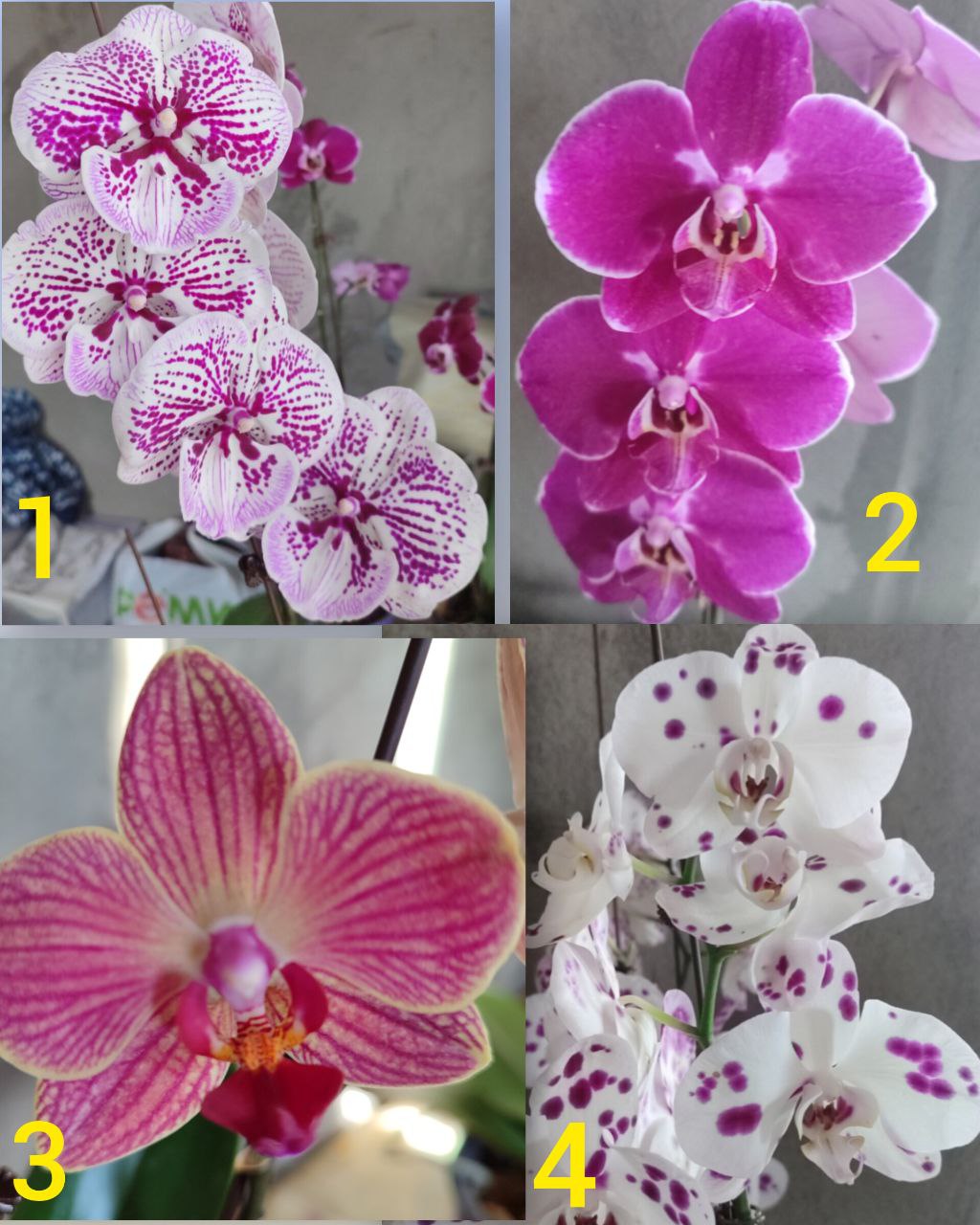 Цветущие орхидеи в наличии - Хобби и отдых в Владивосток