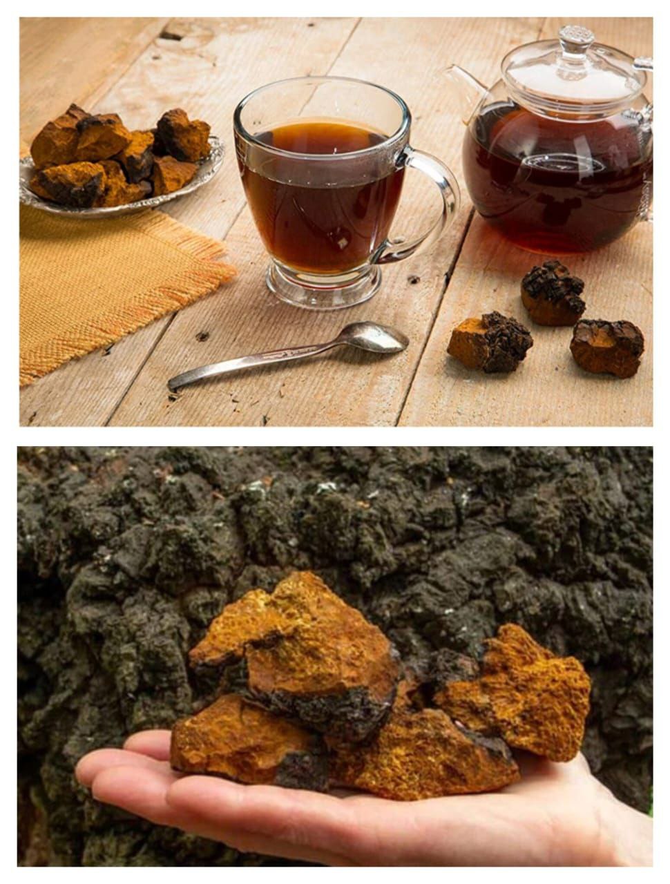 Продам березовый гриб (чагу) - Красота и здоровье в Новосибирск