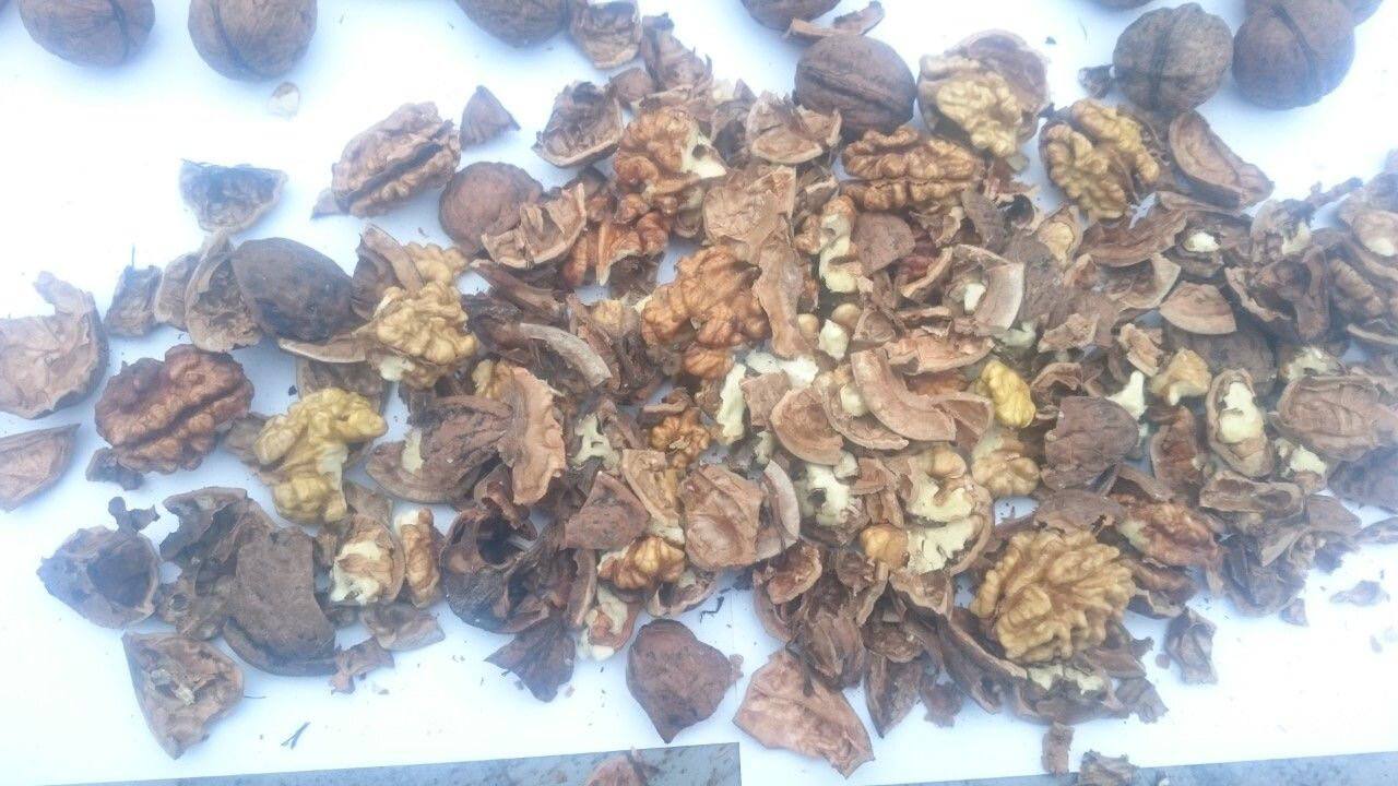 Грецкий орех нового урожая - Для дома и дачи в Таганрог