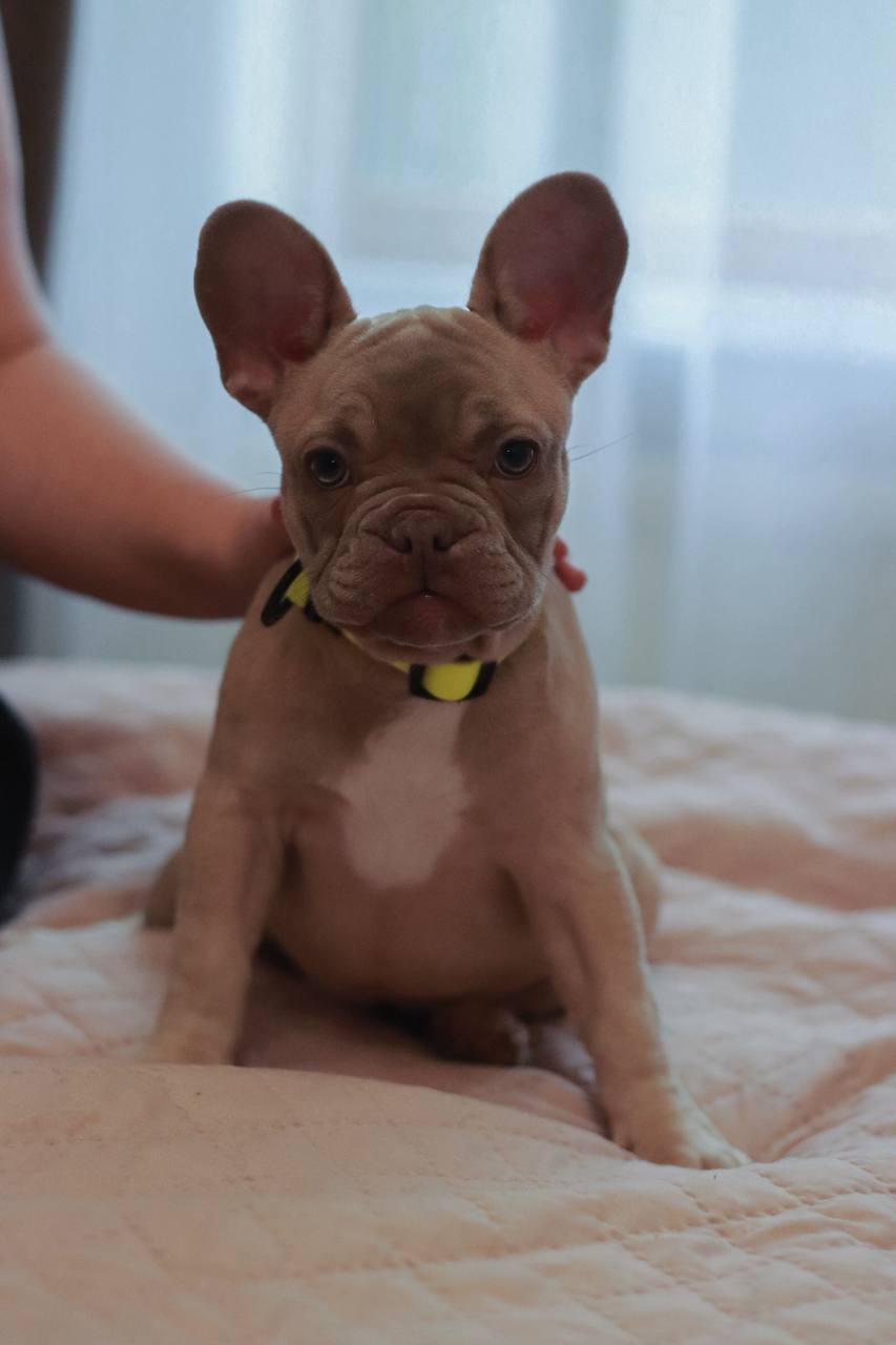 Щенки французского бульдога - Животные в Севастополь - фото 2