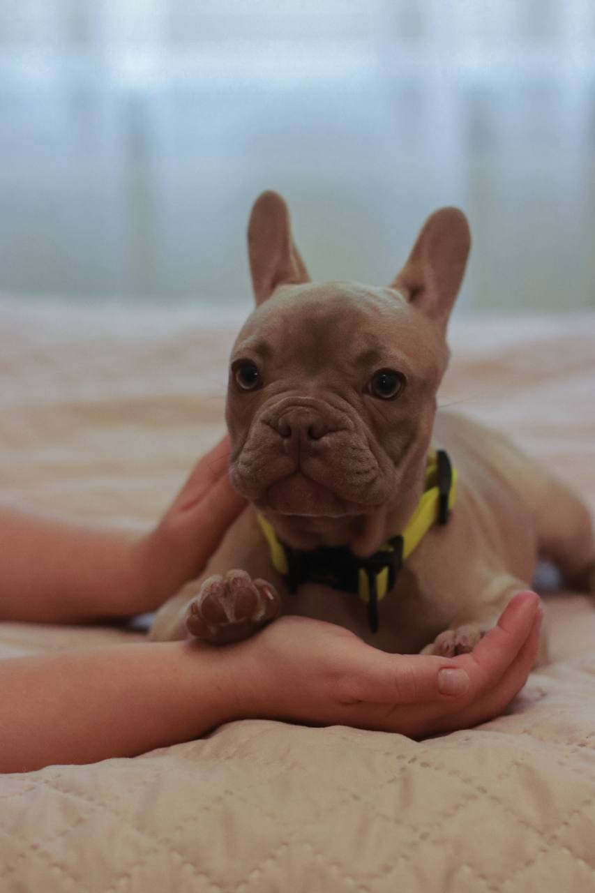 Щенки французского бульдога - Животные в Севастополь - фото 3