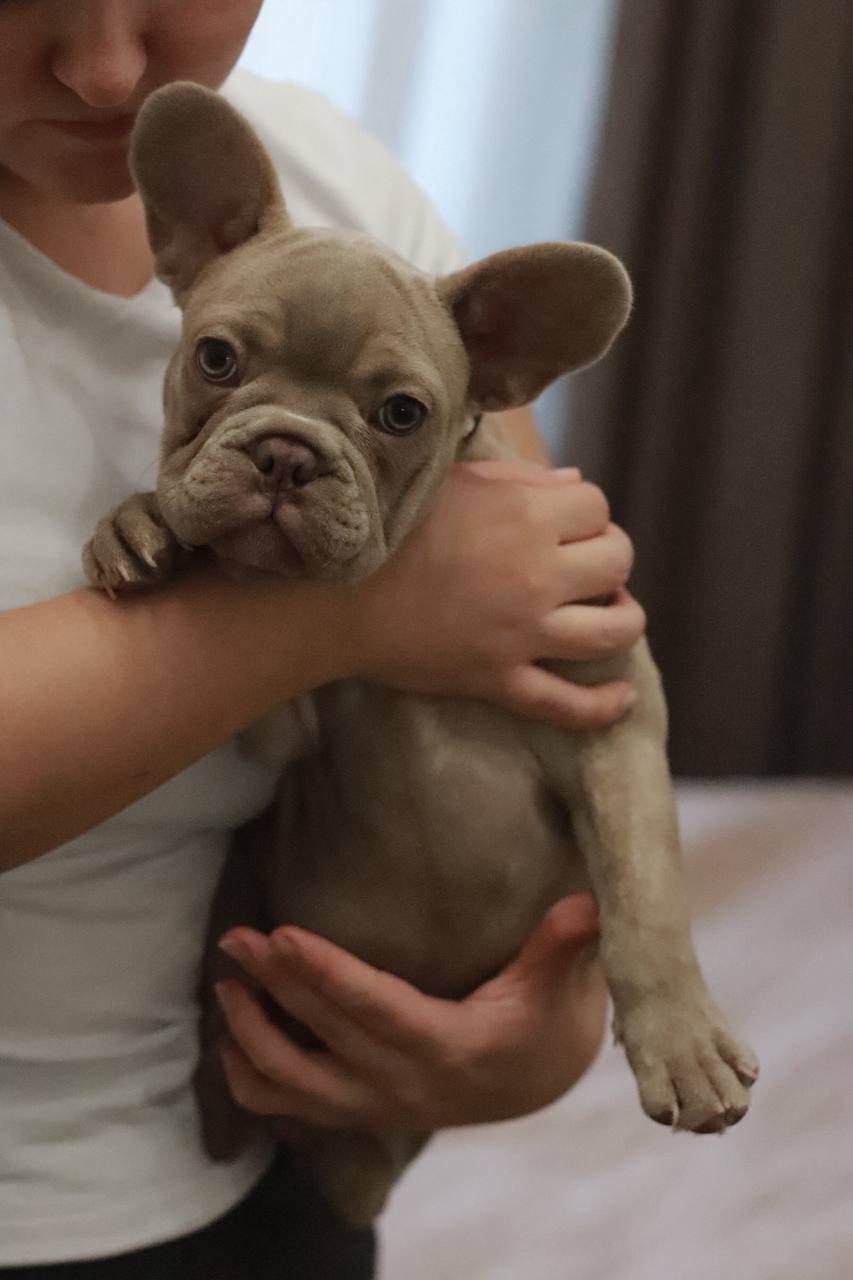 Щенки французского бульдога - Животные в Севастополь - фото 4