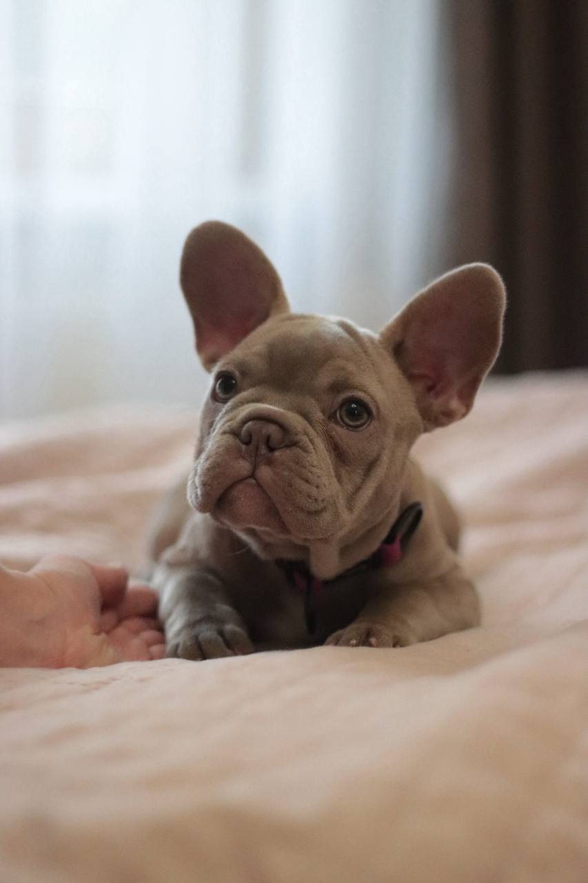 Щенки французского бульдога - Животные в Севастополь - фото 5