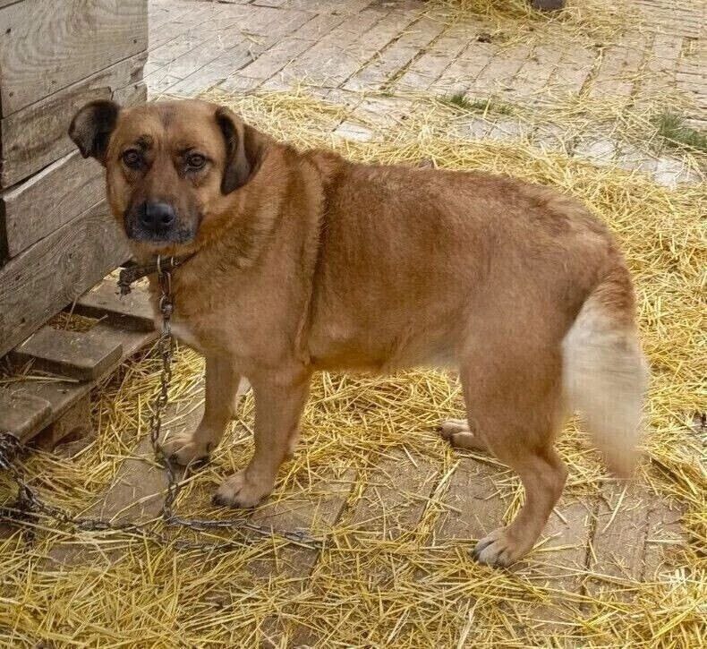 Элечка ищет любящую семью - Животные в Саратов