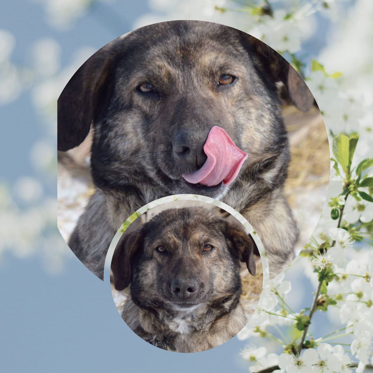 ФИБИ - любовь с первого взгляда - Животные в Саратов