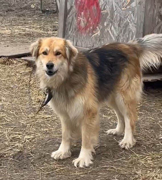 Пес ищет дом - Животные в Саратов