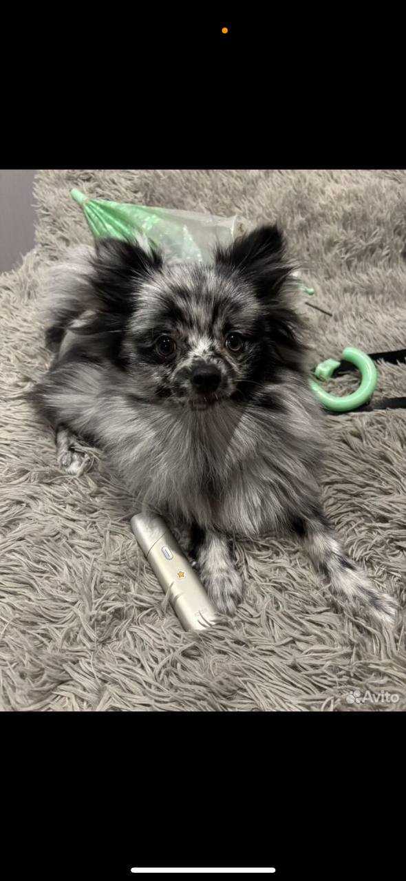 Продам собаку Шпиц - Животные в Саратов