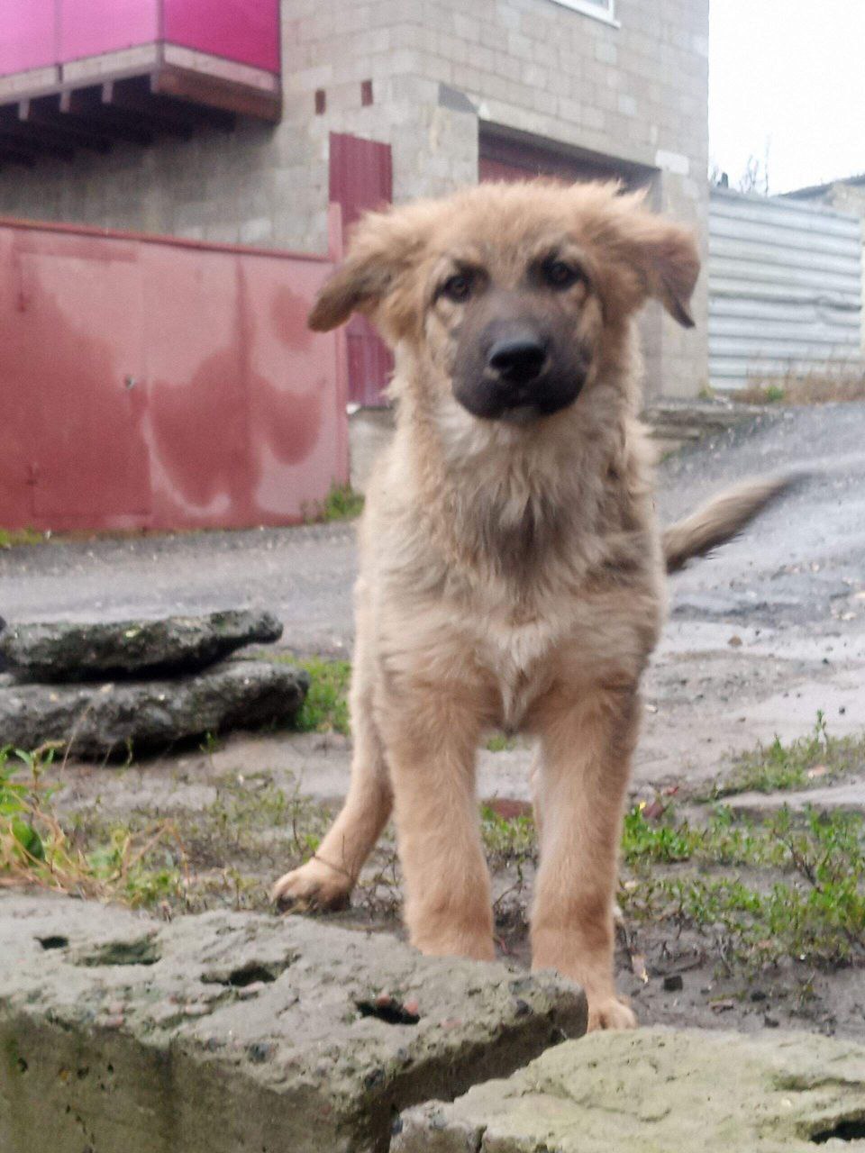 Пушистый щенок для охраны дома - Животные в Саратов