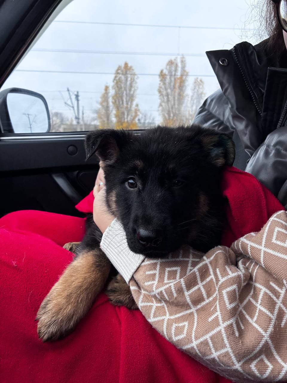 Продажа немецкой овчарки - Животные в Саратов