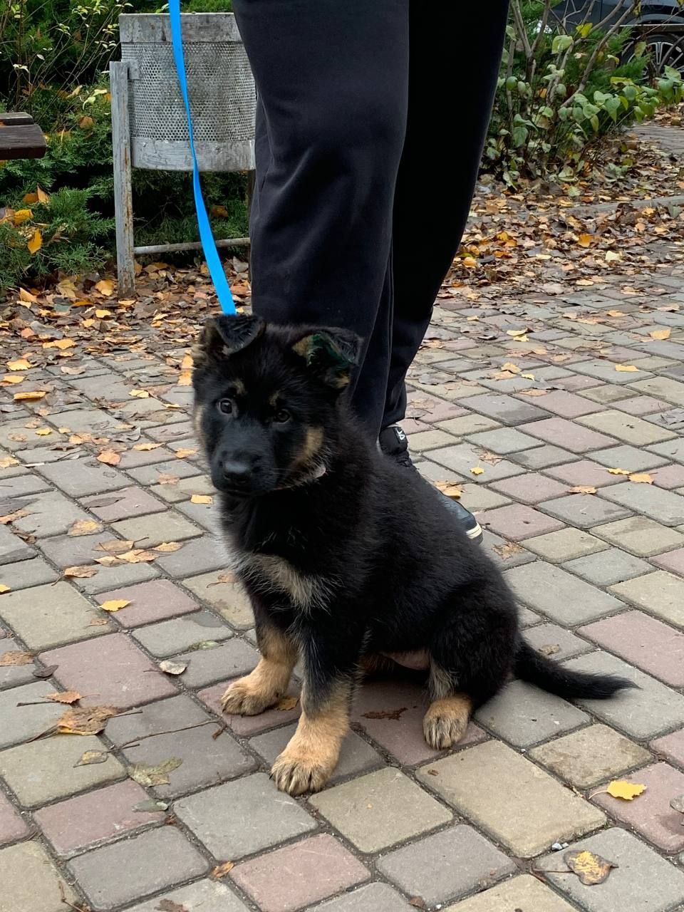 Продажа немецкой овчарки - Животные в Саратов - фото 2