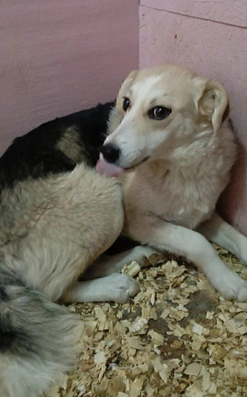 Роза - нежная стеснительная девочка - Животные в Саратов