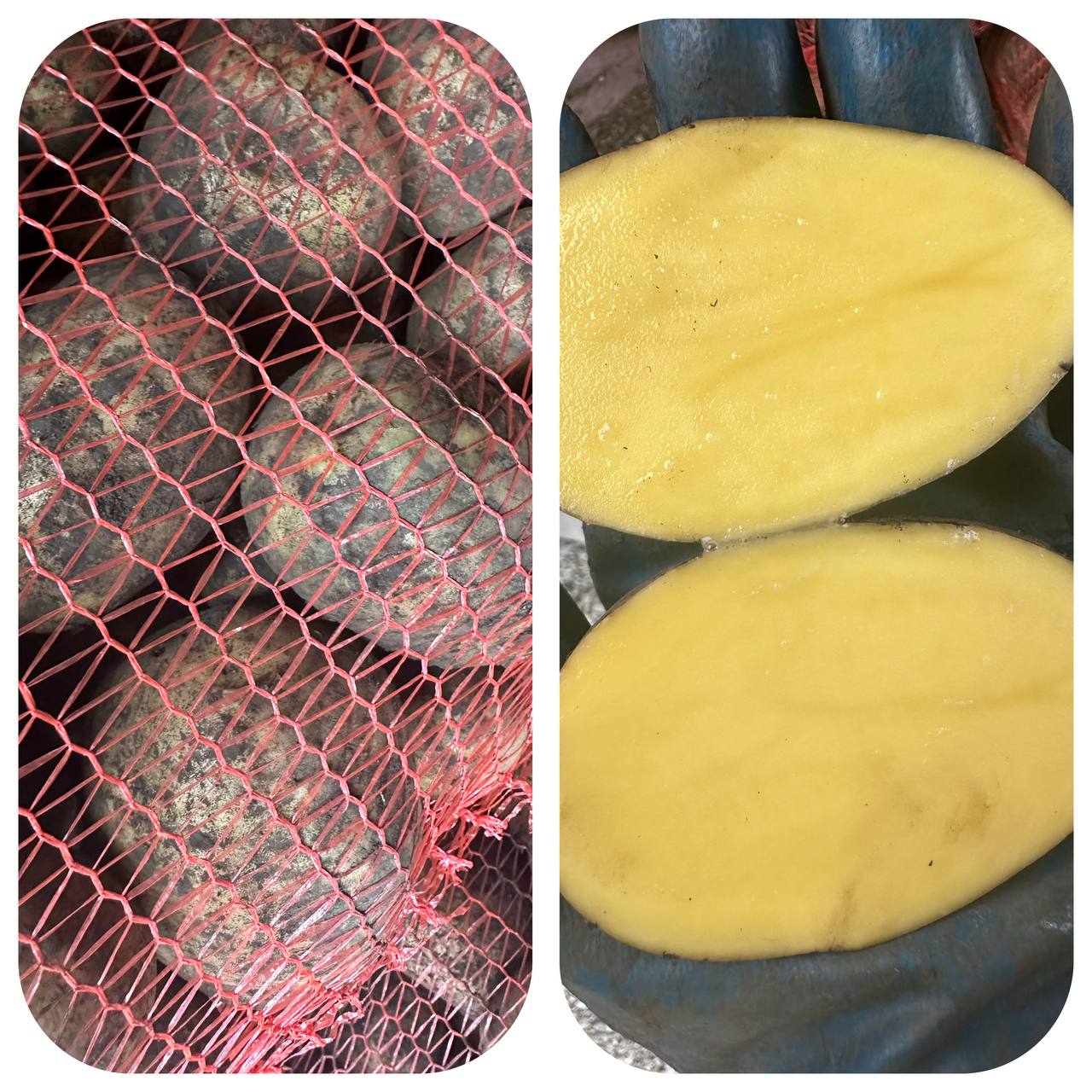 Картофель Гала с доставкой - Для дома и дачи в Новосибирск