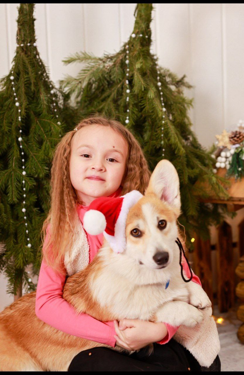 Фотосессия с новогодними корги - частное объявление в Барнаул