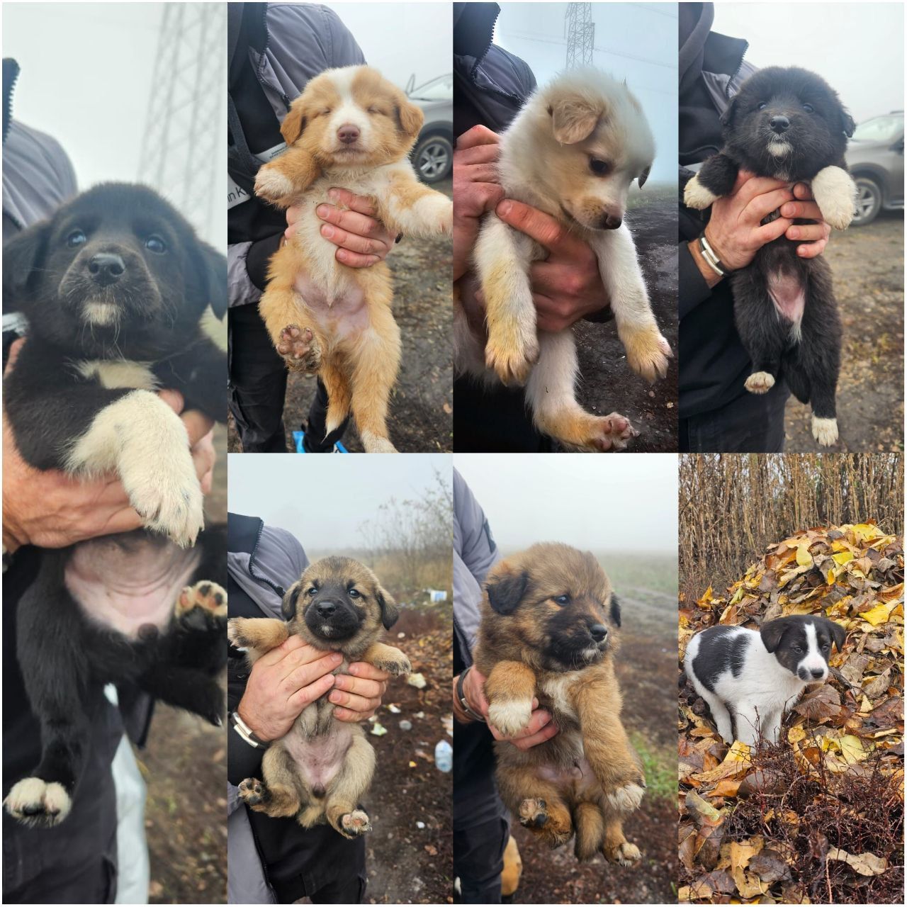 Щенки ищут дом - частное объявление в Белгородская область