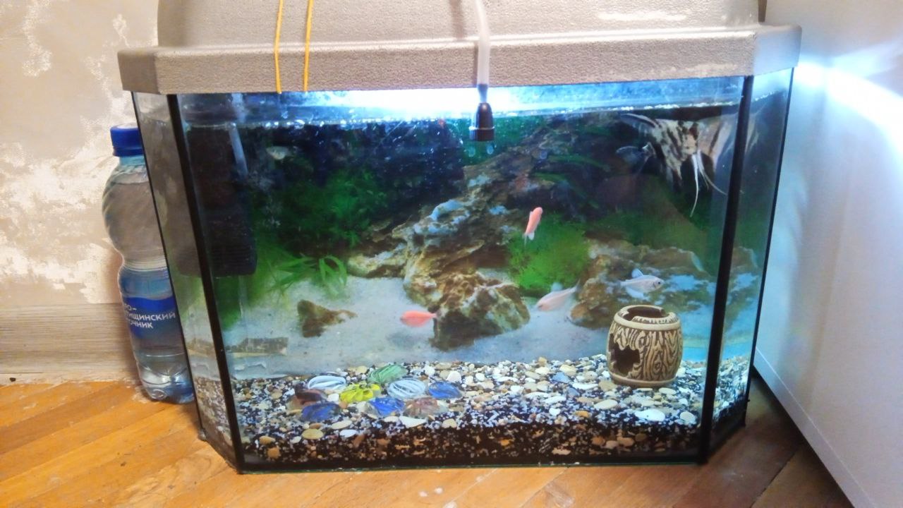 Продам аквариум 15 литров - Животные в Ивантеевка