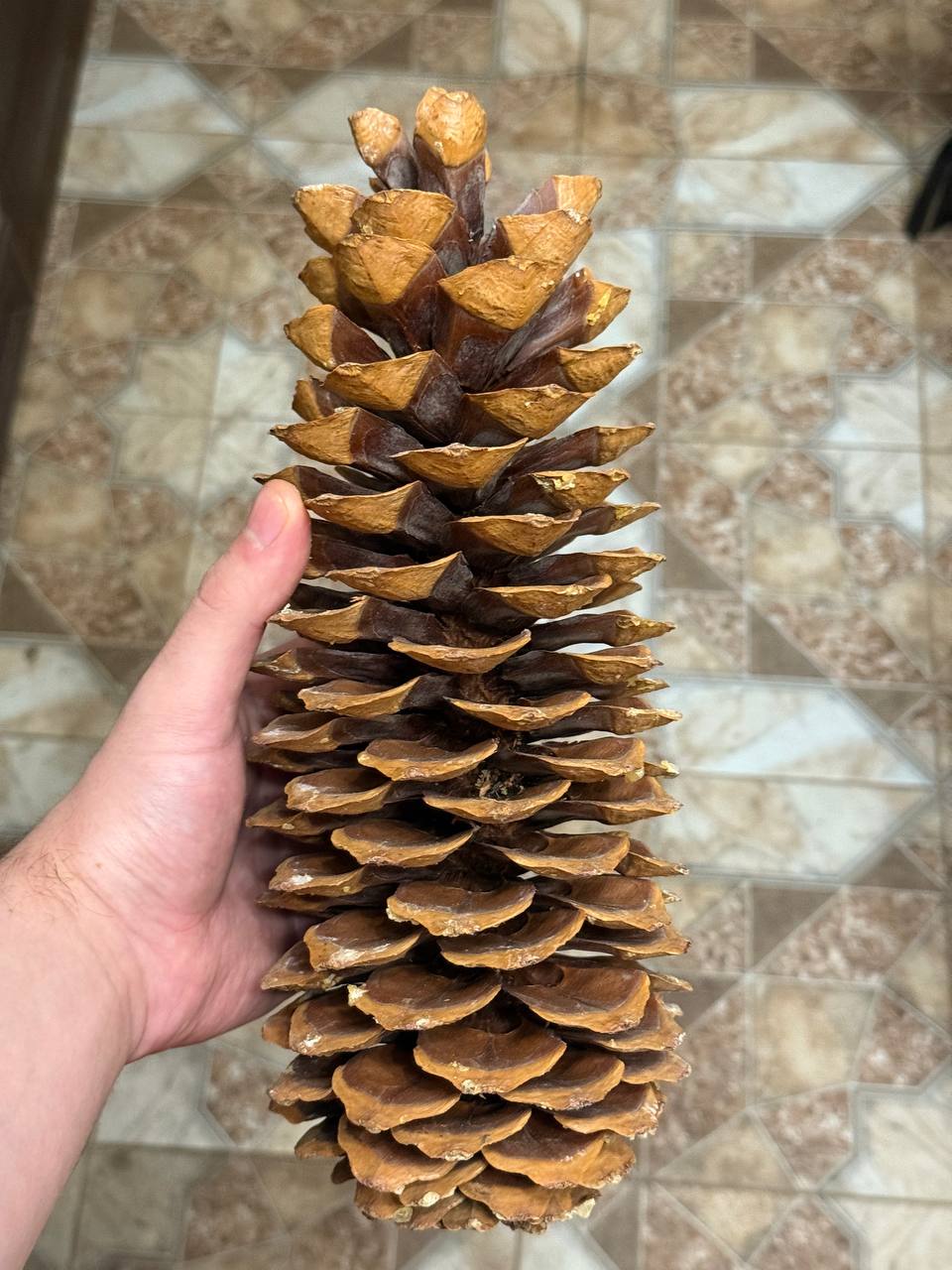 Шишка сосны Ламберта 25-29см - Хобби и отдых в Москва