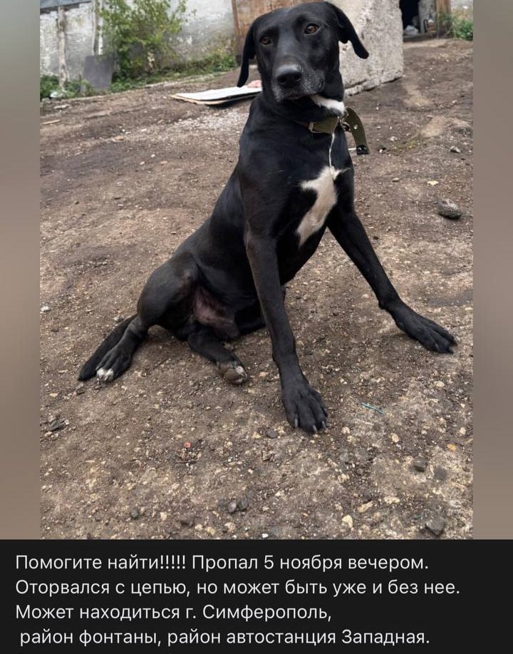 СНОВА СБЕЖАЛ! - Животные в Симферополь