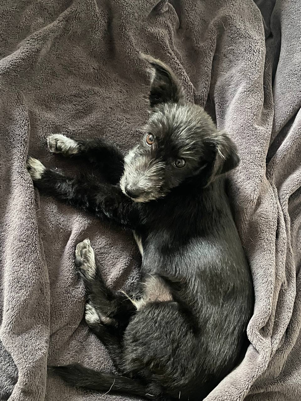 Щеночек для дома - Животные в Симферополь