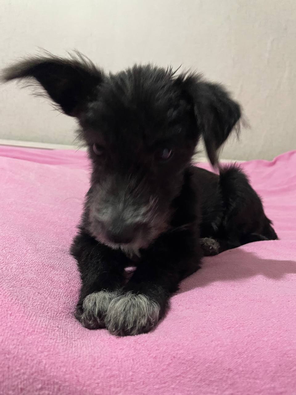 Щеночек для дома - Животные в Симферополь - фото 2