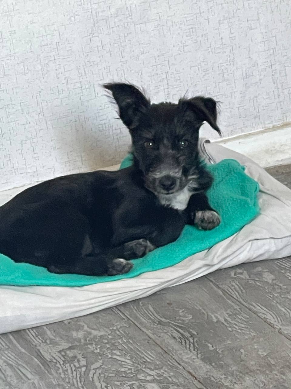 Щеночек для дома - Животные в Симферополь - фото 3