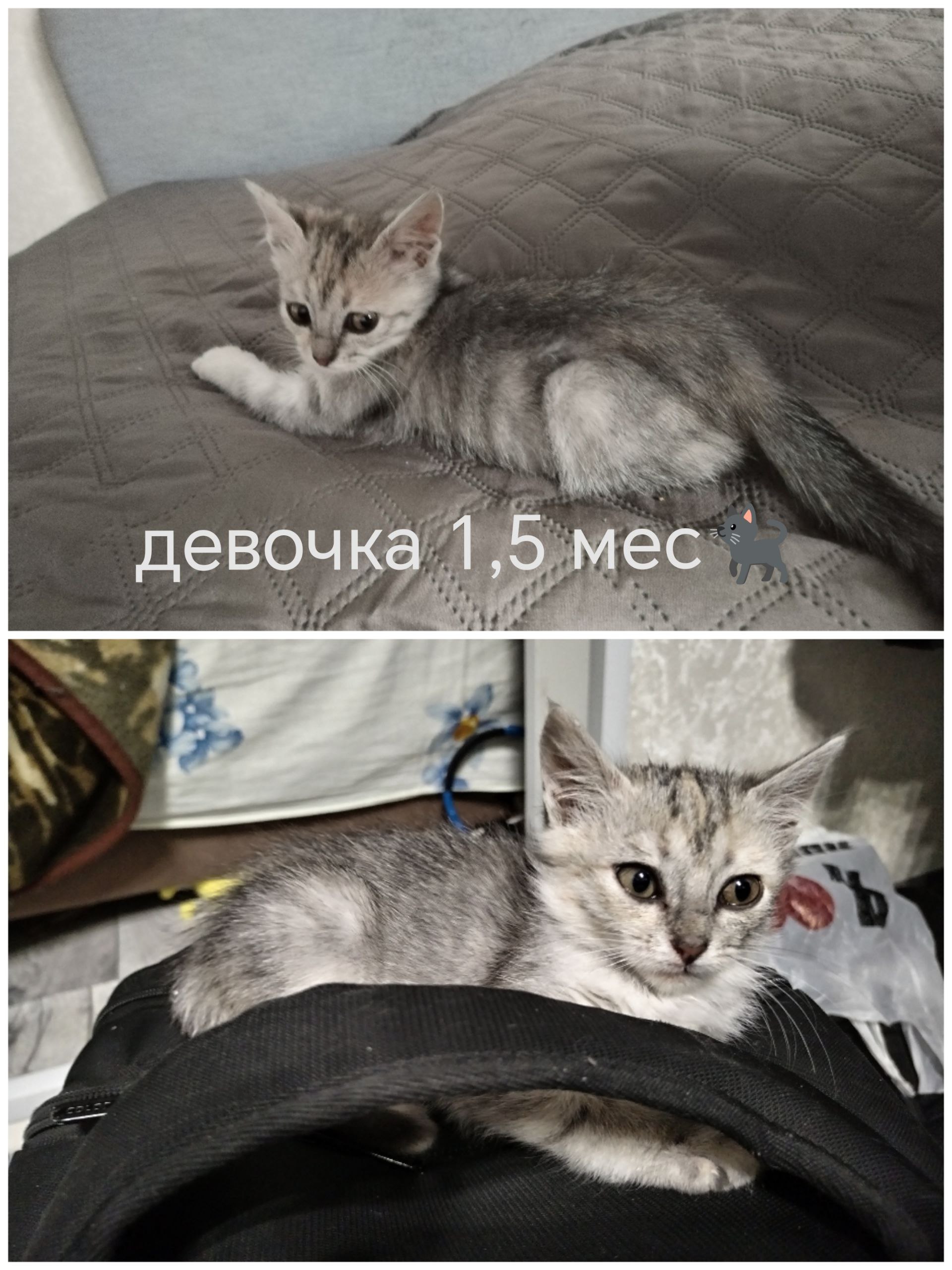 Котенок ищет хозяев - Животные в Оренбург