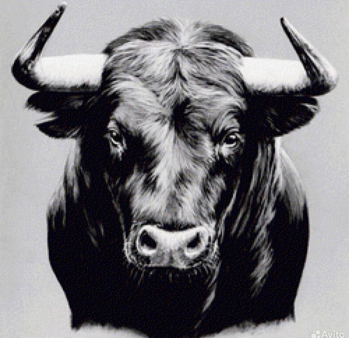 Закупка бычков на постоянной основе - Животные в Оренбург