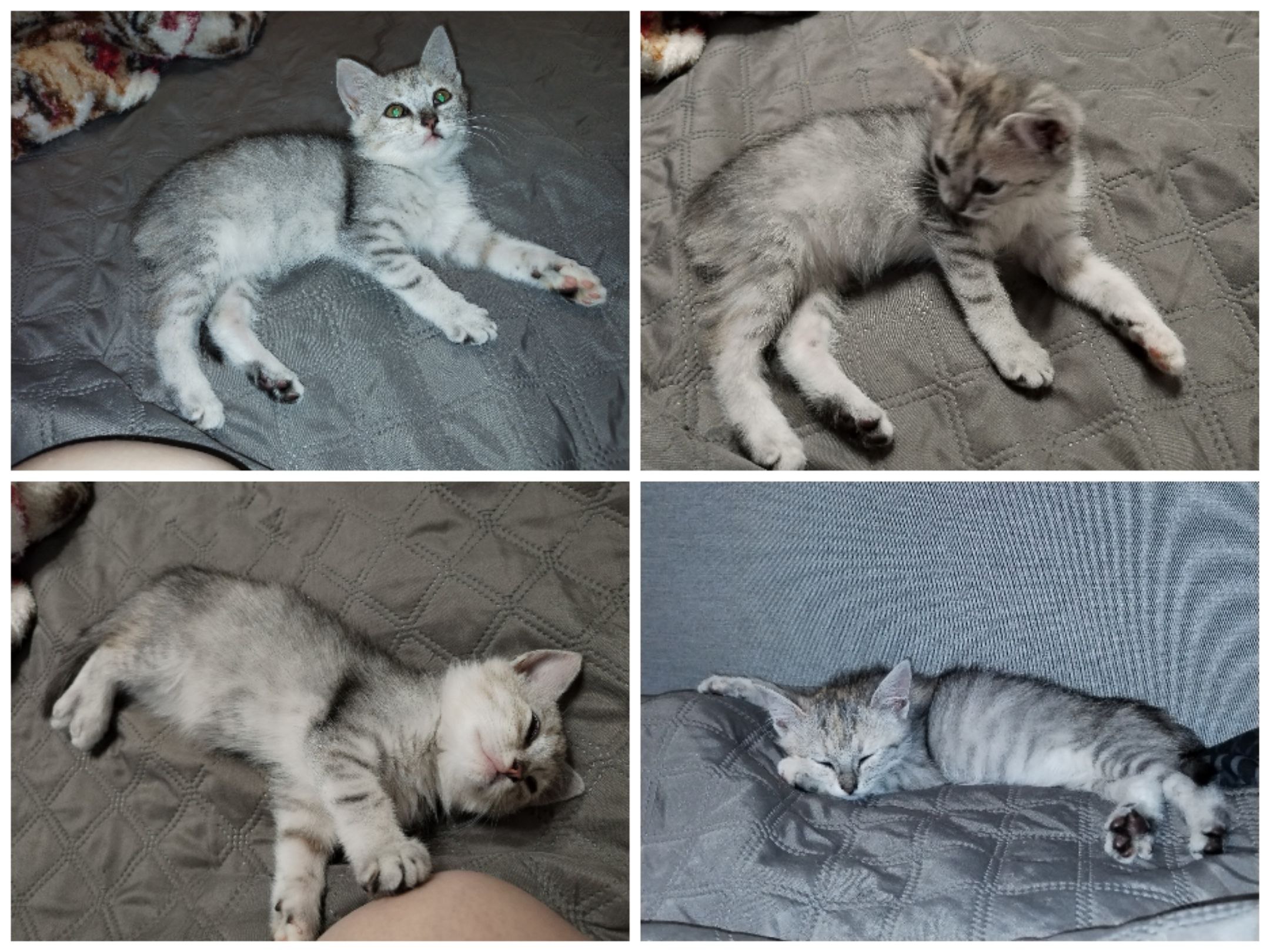 Маленький ласковый комочек счастья ищет хозяев - Животные в Оренбург