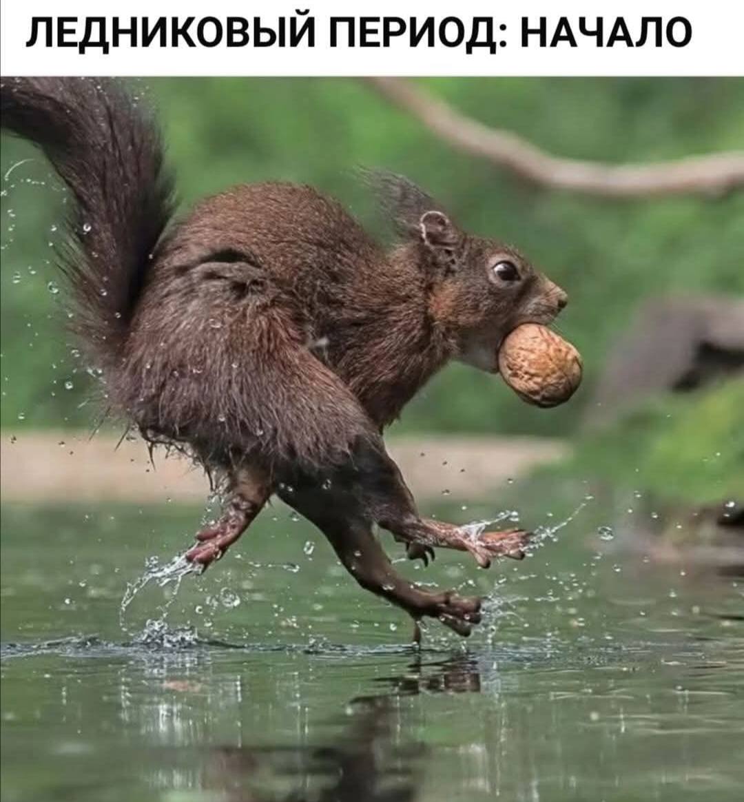 Саваничи в MAX - частное объявление в Новокузнецк