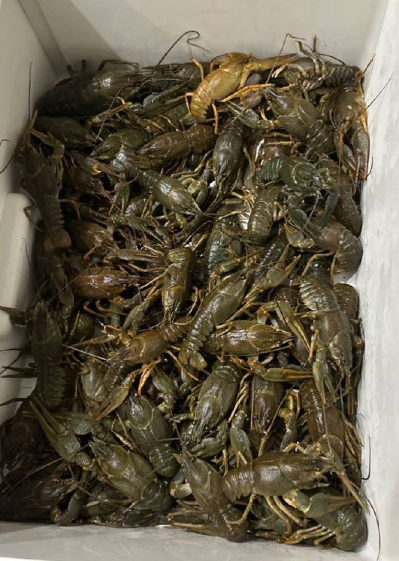 Продам живых раков - Животные в Владикавказ