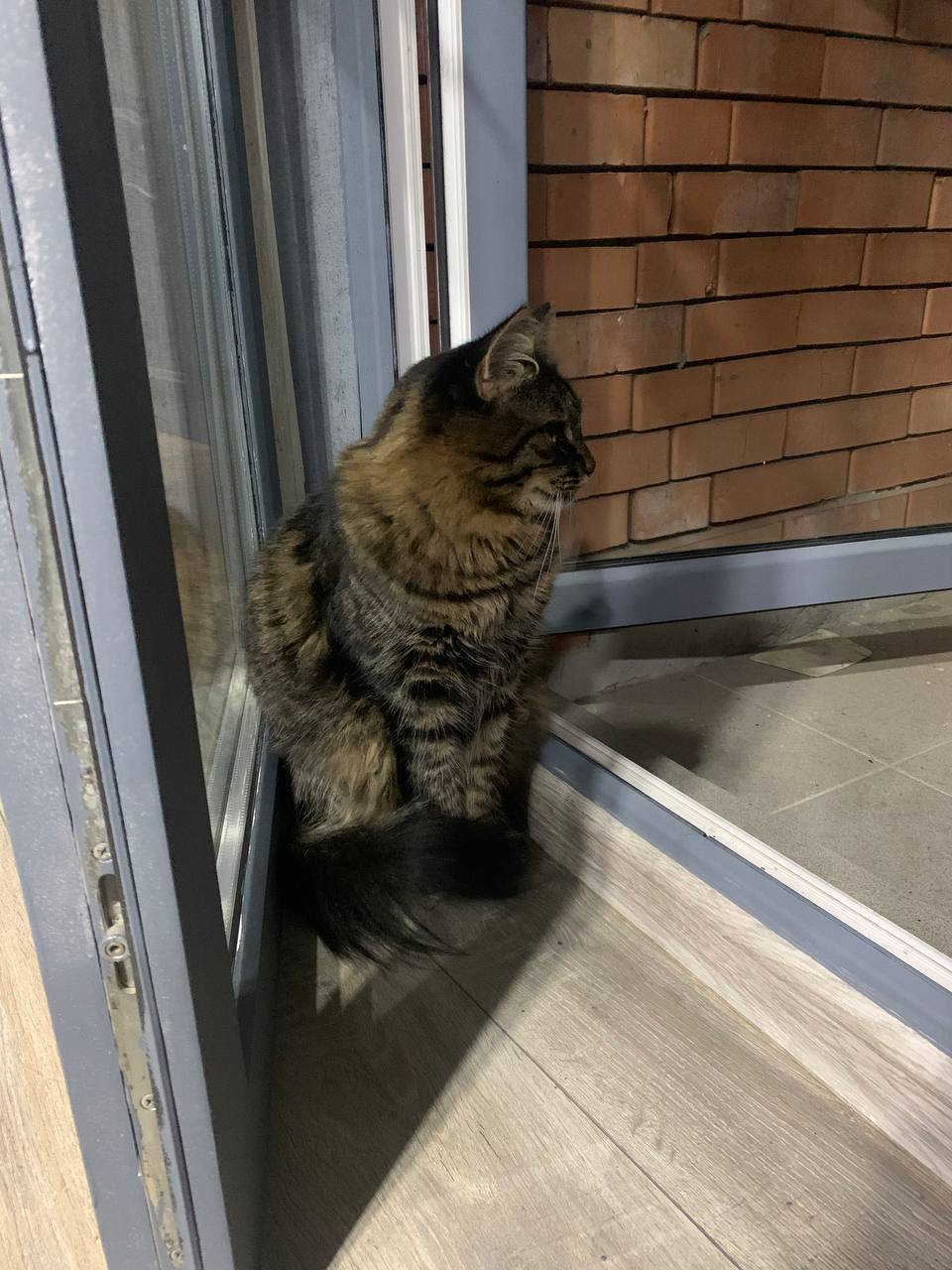 Пропал кот Смоки - Животные в Владикавказ