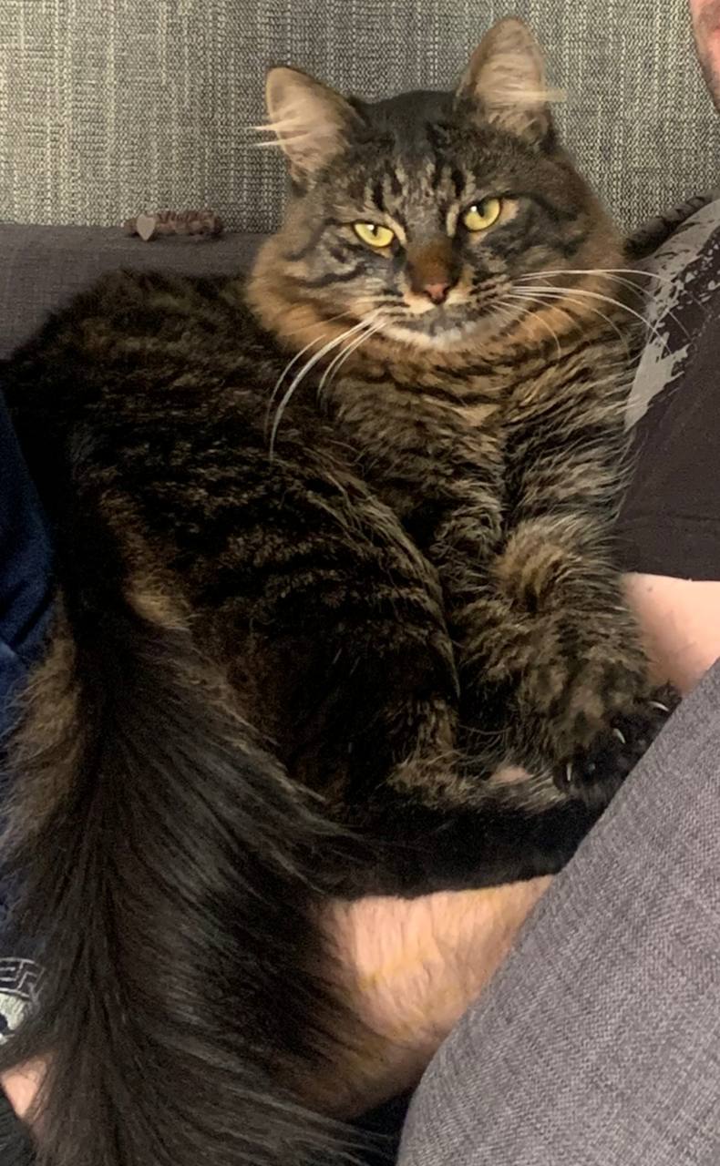 Пропал кот Смоки - Животные в Владикавказ - фото 3