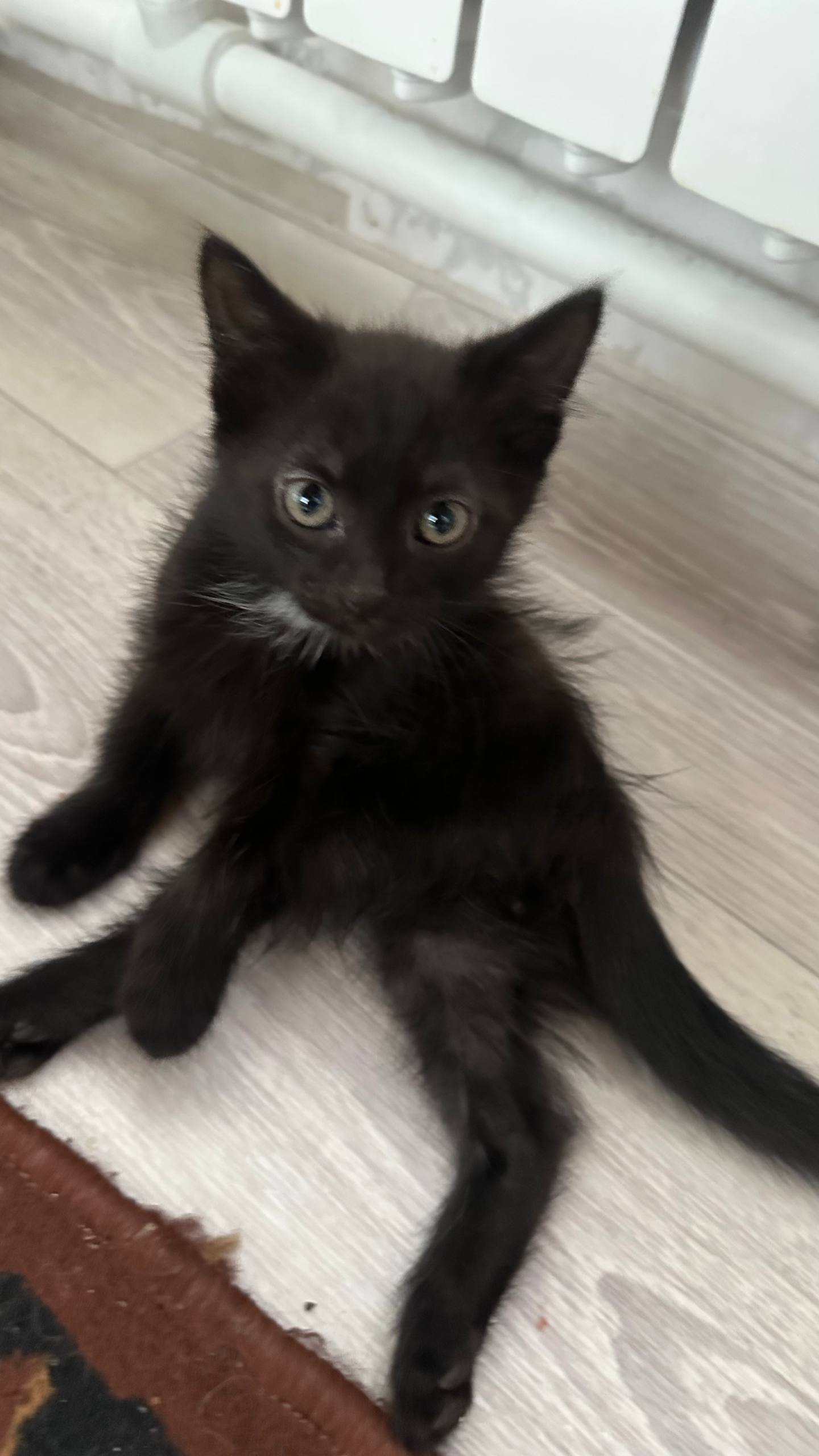 Отдам котят - частное объявление в Курган