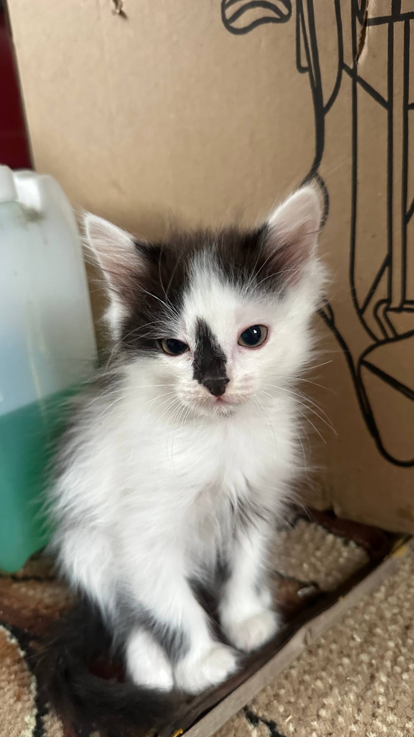 Отдам котят - Животные в Курган - фото 3