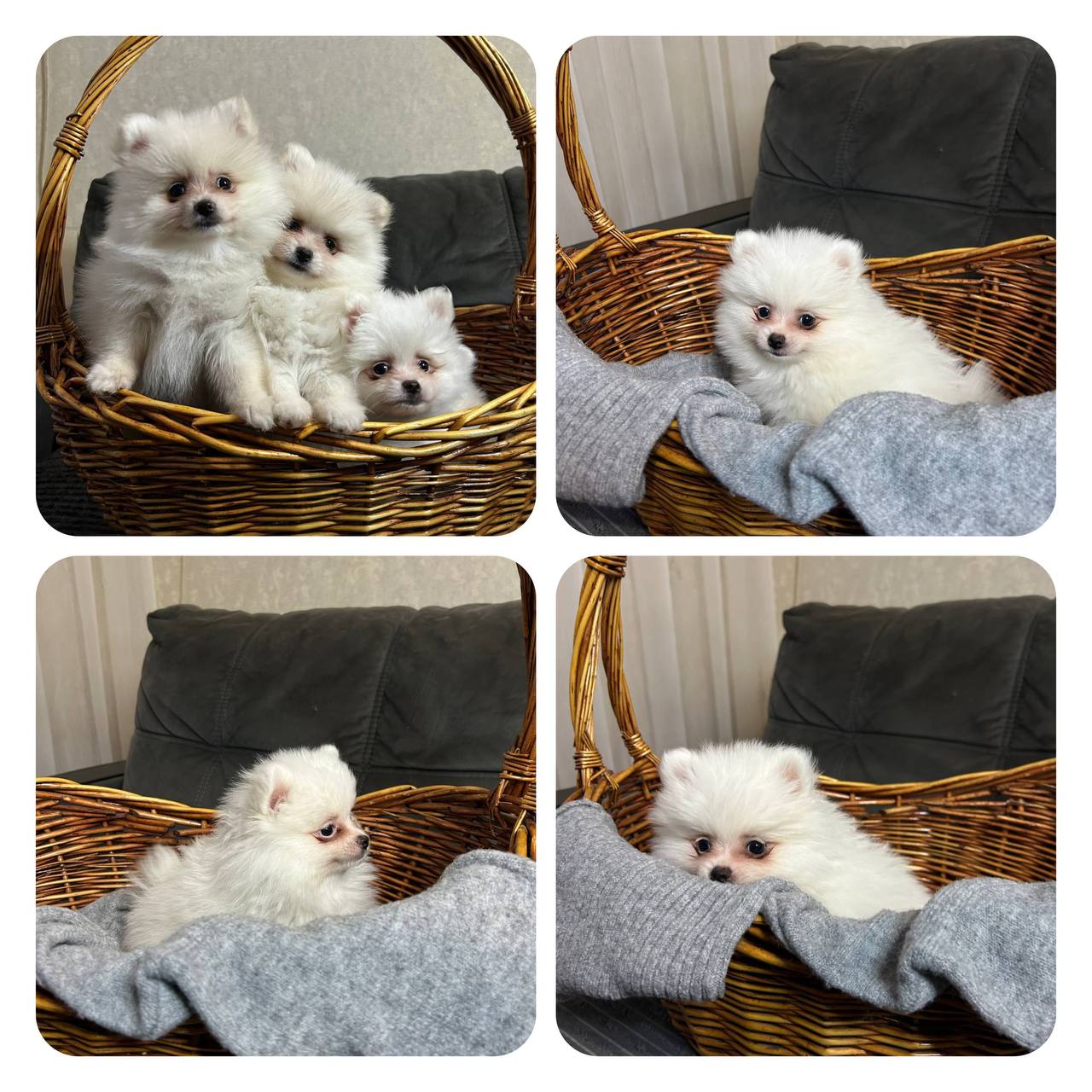 Продажа щенков померанского шпица - Животные в Ростов-на-Дону